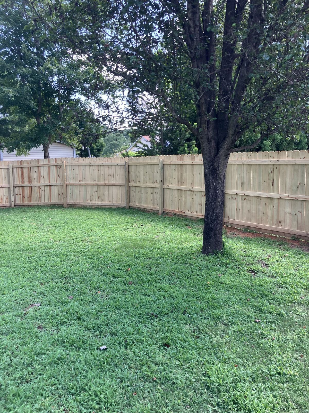 Dog-ear wood privacy fence with a mature yard tree